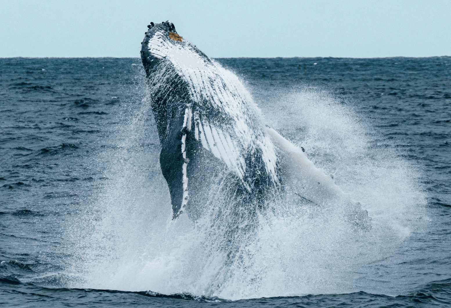 Humpback whale breaching the ocean surface, splashing water.