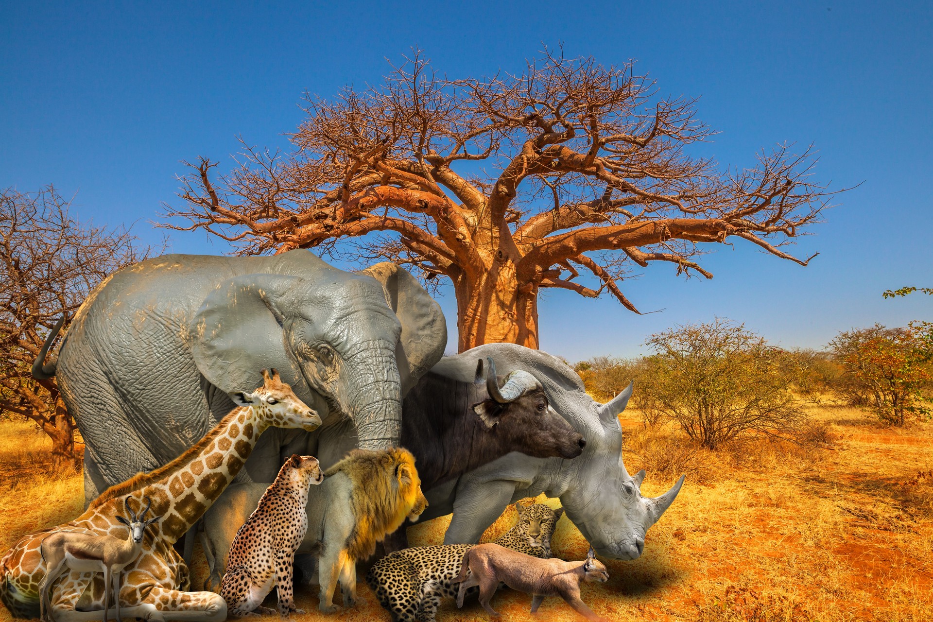 African animals and Baobab background
